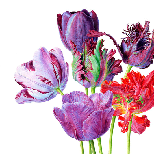Carolyn Jenkins, Tulips, 2019 -  by  Bridgeman Editions
