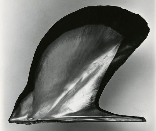 Unframed black and white print ‘Shell’ by Brett Weston: an elegant black and white photograph showcasing a reflective sea shell