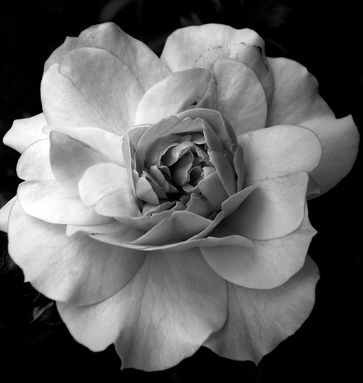 Object, 2019 - by Bridgeman Editions