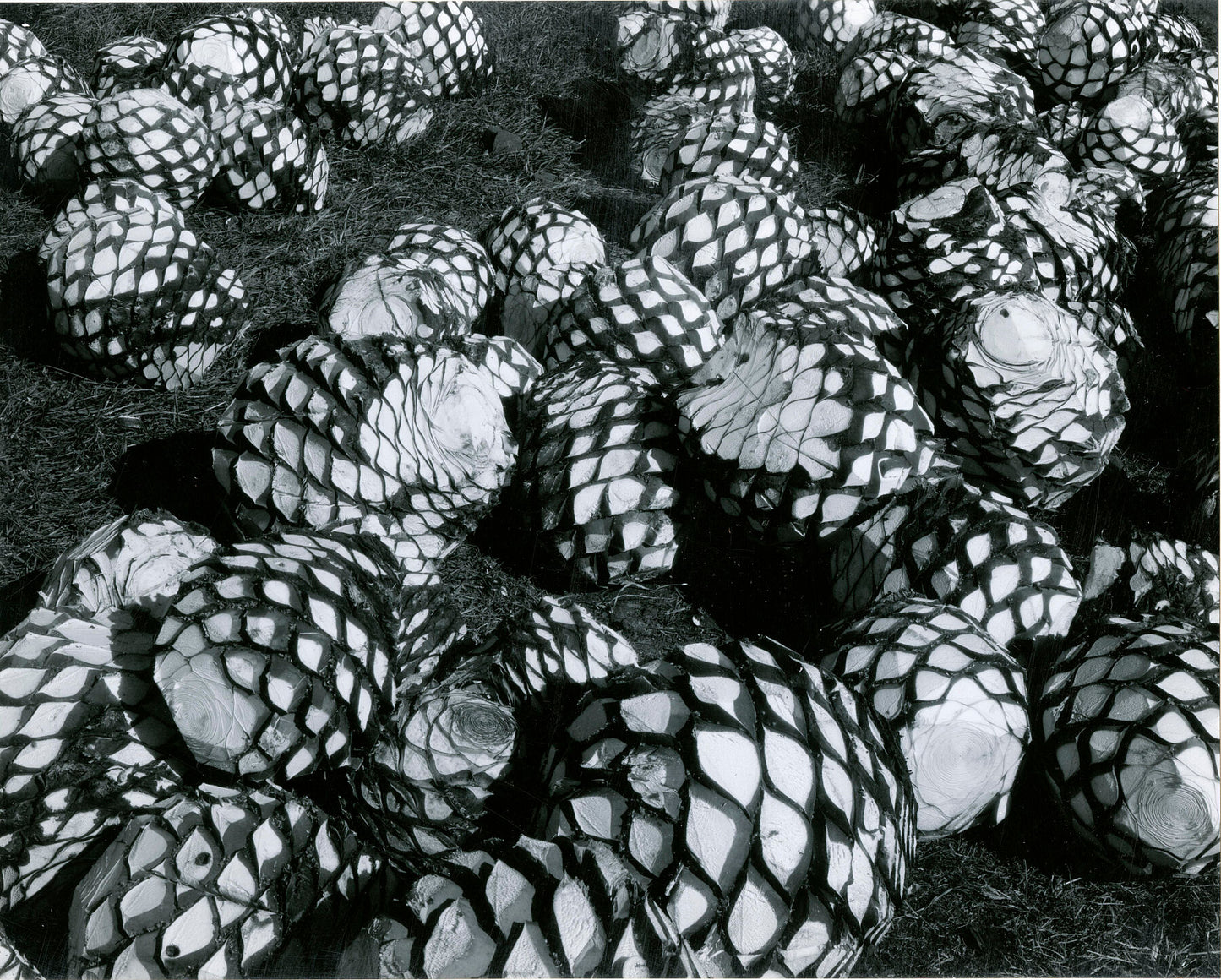 Brett Weston, Palm Cores Mexico, 1964 - Brett (1911-93), Brett Weston Archive, Photo, Weston by Bridgeman Editions