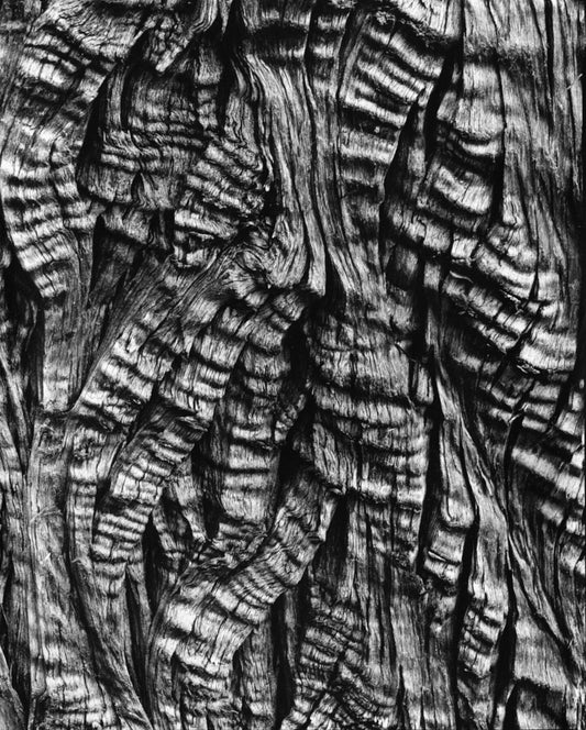 Unframed black and white print ‘Tree Bark’ by Brett Weston: an evocative black and white photograph showcasing the intricate and beautiful pattern of tree bark