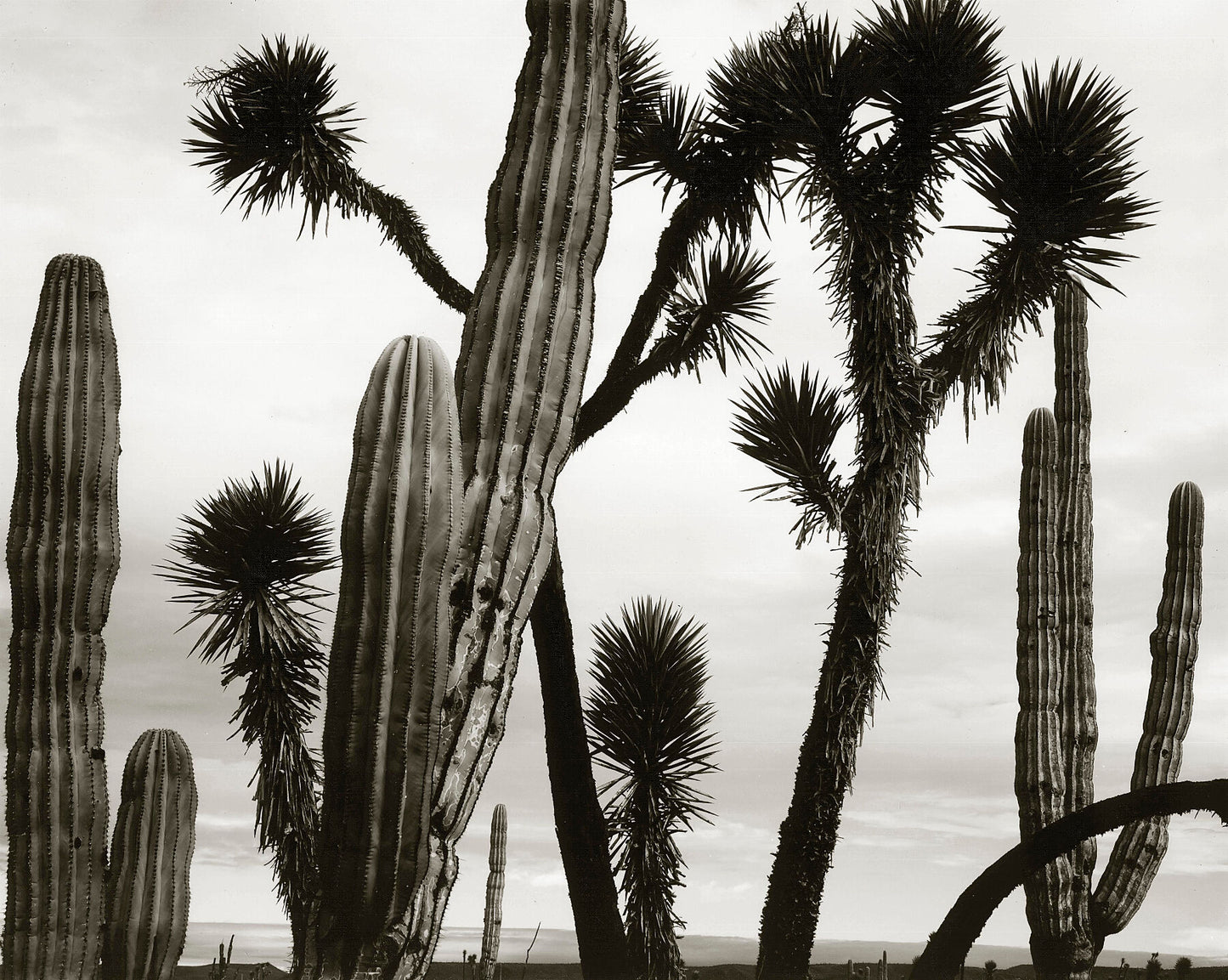Untitled (Cactus and Joshua Trees, Mexico), 1967-69 - by Bridgeman Editions