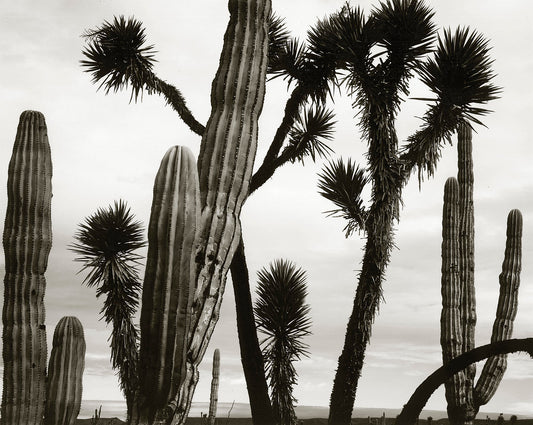 An unframed black and white print titled 'Untitled' by Brett Weston: Capturing a serene scene of cacti and Joshua trees in Mexico, their silhouettes stand out against a clear white sky.