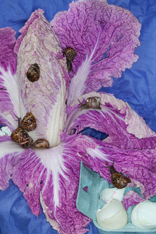 Snails, 2019