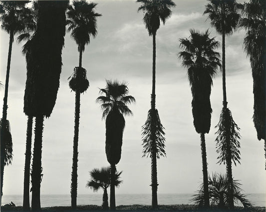 An unframed black and white print titled ‘Palm Trees Santa Barbara, California’ by Brett Weston that capture Silhouettes of palm trees against a backdrop of ocean and and cloudy sky