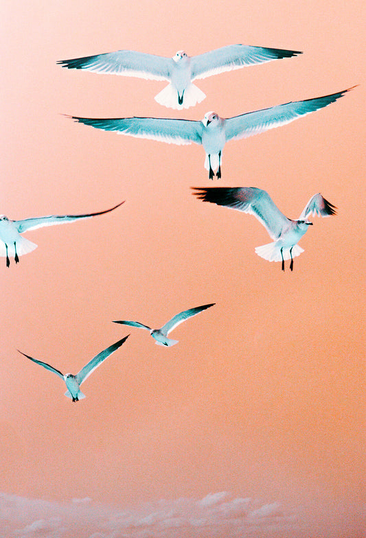 Cuban Birds on Coloured Film, 2018 -  by  Bridgeman Editions