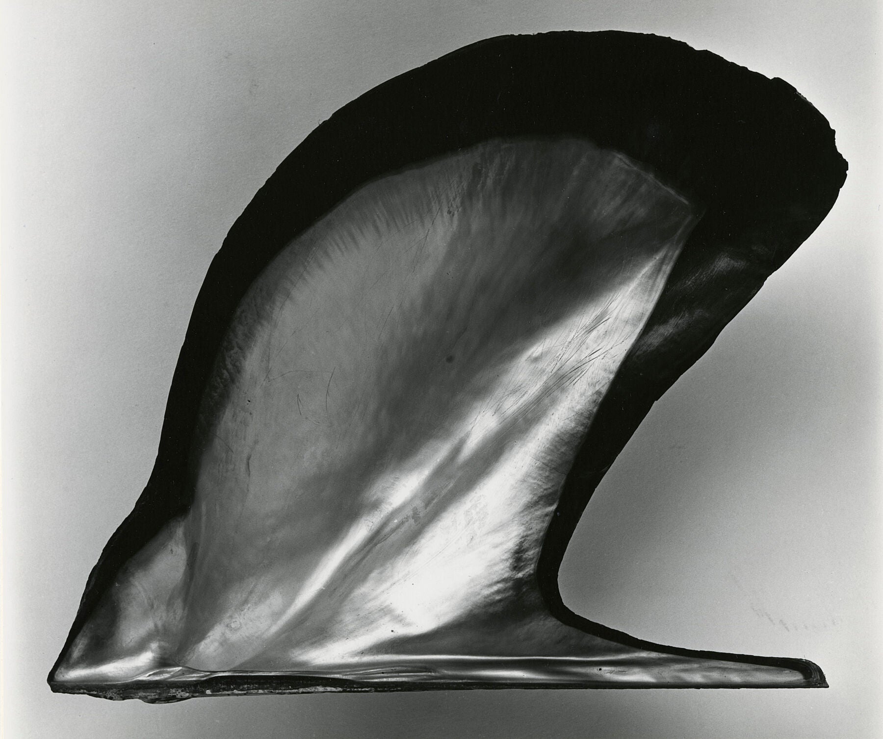 Authorised and Certified Art Print: ‘Shell’ by Brett Weston