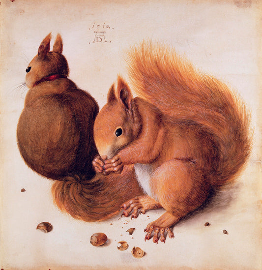 Albrecht Dürer, Squirrels, 1512 -  by  Bridgeman Editions