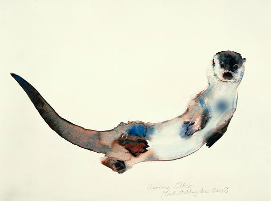 Delve into the playful world of 'Curious Otter' by Mark Adlington. This unframed artwork portrays an otter with a playful gaze, tinged with blue hues. Available as fine art prints, it's a charming addition to any collection, capturing the inquisitive spirit of nature with exquisite detail