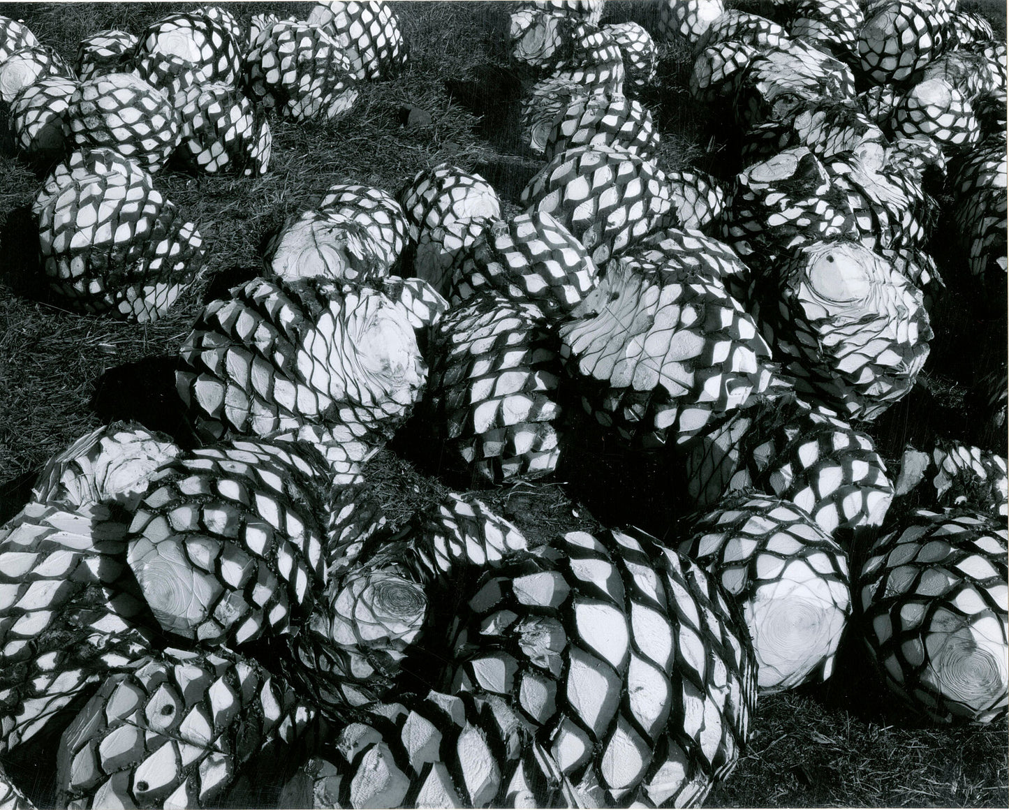 An unframed black and white print titled ‘Palm Cores Mexico’ by Brett Weston: A captivating photograph capturing the optical illusions formed by scattered palm cores in Mexico