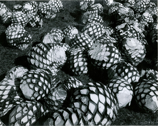 Brett Weston, Palm Cores Mexico, 1964 - Brett (1911-93), Brett Weston Archive, Photo, Weston by  Bridgeman Editions