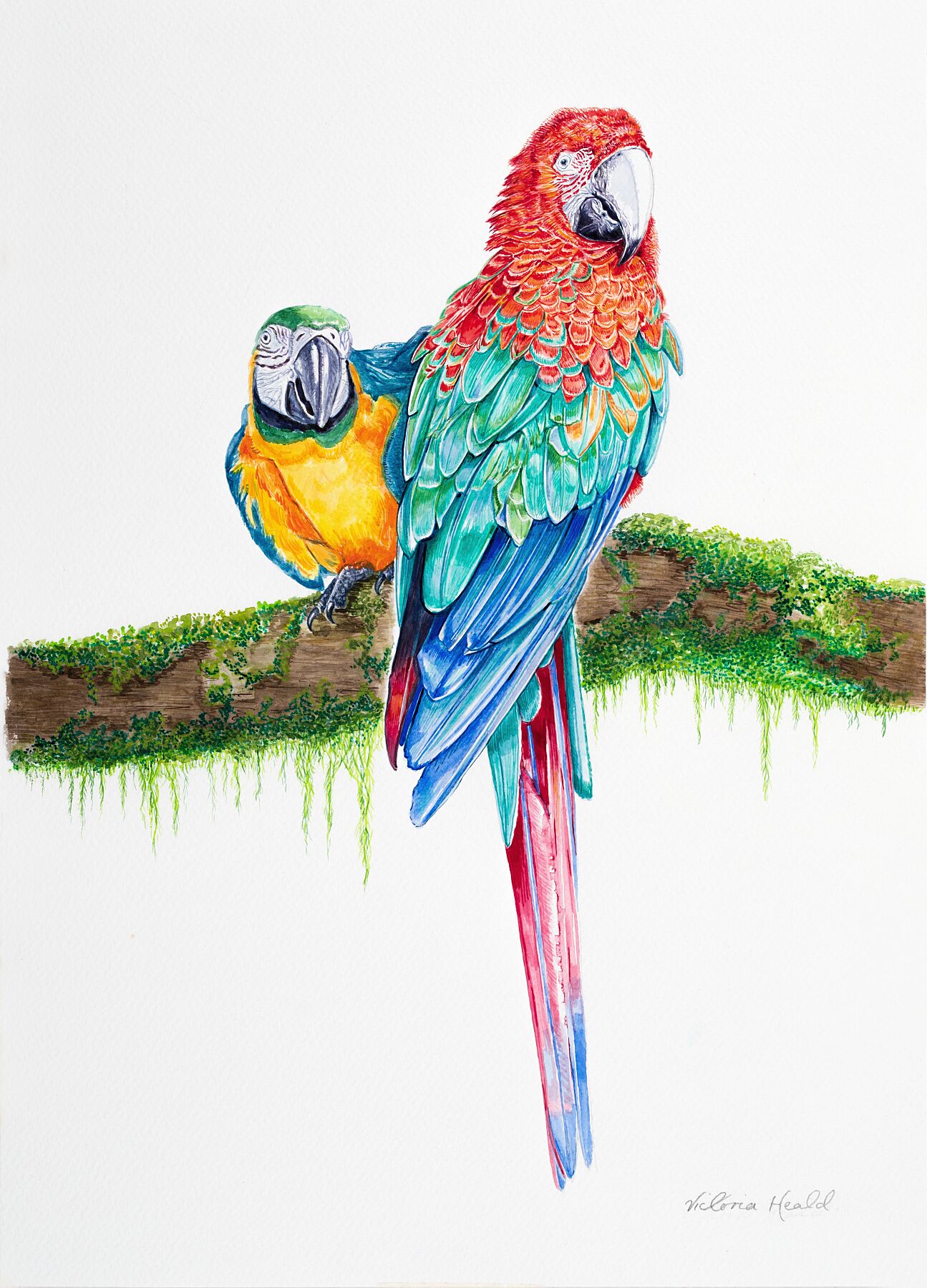 Feathered Friends, 2024 -  by  Bridgeman Editions