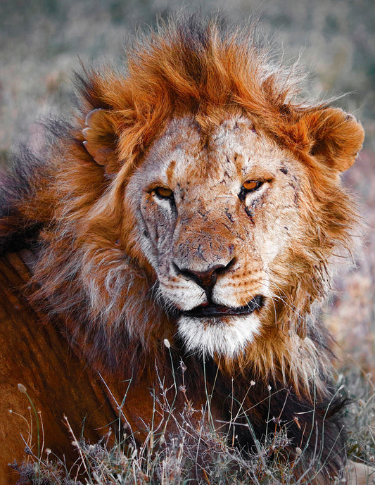 Lion Ol Pejeta, 2017 -  by  Bridgeman Editions