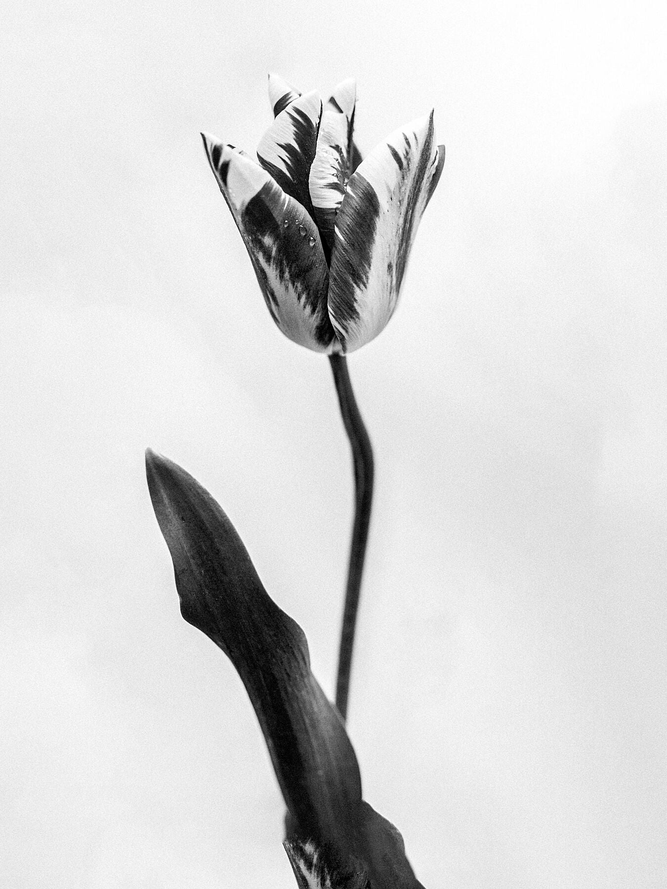Amid the Flowers 71, 2021 -  by  Bridgeman Editions