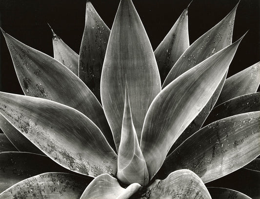 Unframed print 'Century Plant' by Brett Weston: A captivating black & white close-up of the intricate centre of an Agave Americana, showcasing the plant's stunning natural geometry and texture.