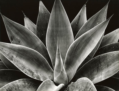 Century Plant, 1977 -  by  Bridgeman Editions