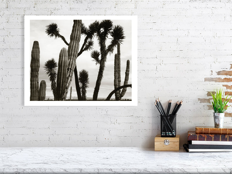 Untitled -  by  Bridgeman Editions
