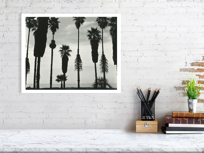 Brett Weston, Palm Trees Santa Barbara, California, 1958